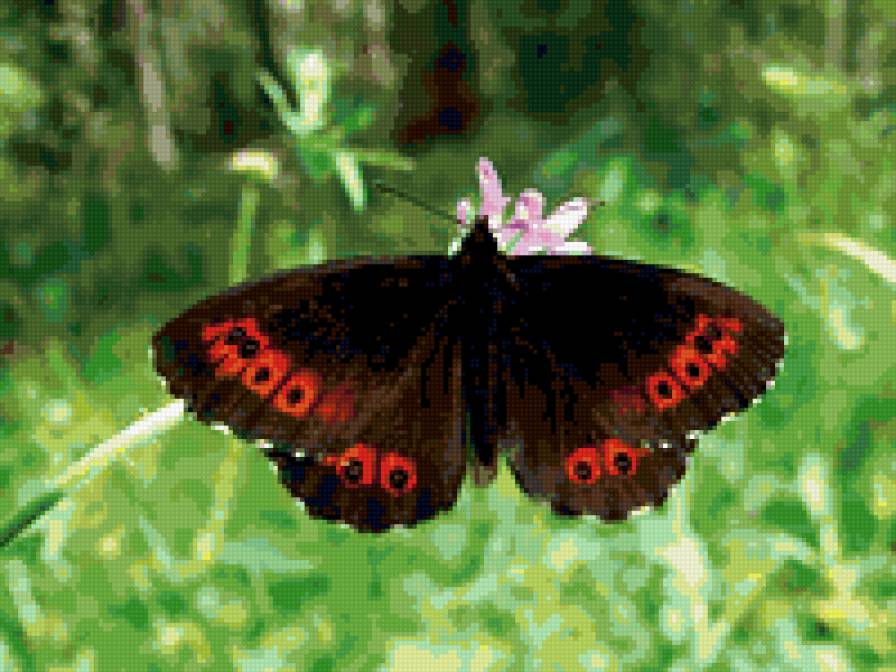 Чернушка кофейная - бабочки, насекомые, цветы, бабочка - предпросмотр