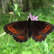 Схема вышивки «Чернушка кофейная»