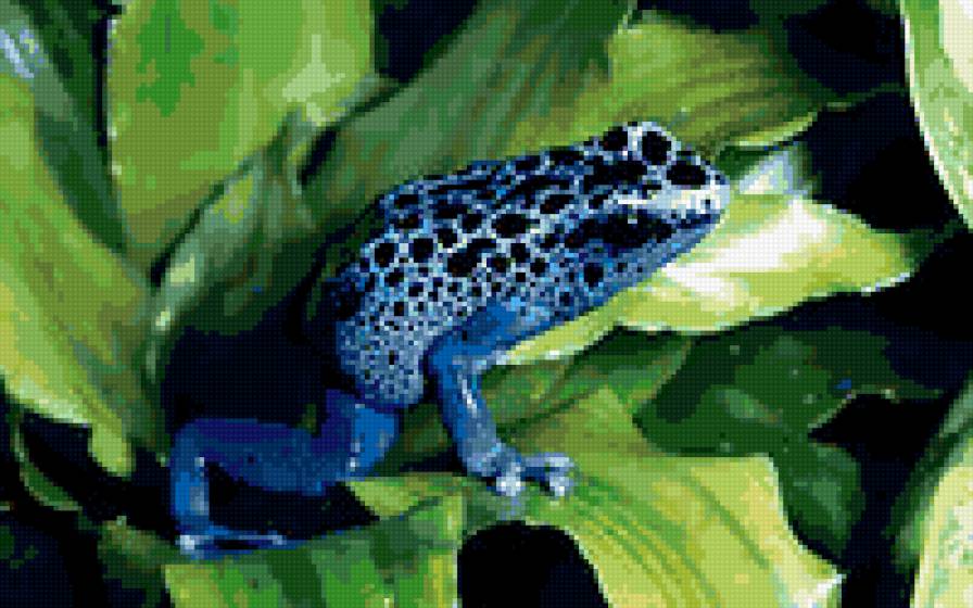 лягушка - лист, вода - предпросмотр