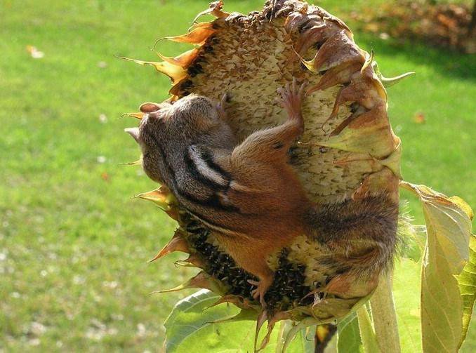 все моё - белка.подсолнух - оригинал