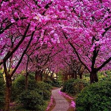 Схема вышивки «Сакура»