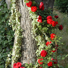 Схема вышивки «цветы»