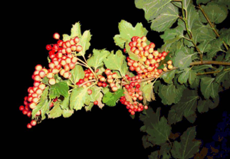 калина - предпросмотр