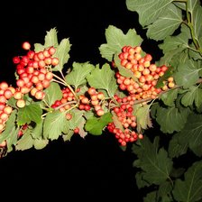 Схема вышивки «калина»