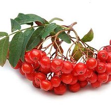 Схема вышивки «калина»