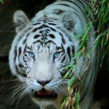 Схема вышивки «тигр»