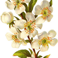 Схема вышивки «№336096»