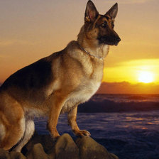 Схема вышивки «овчарка»