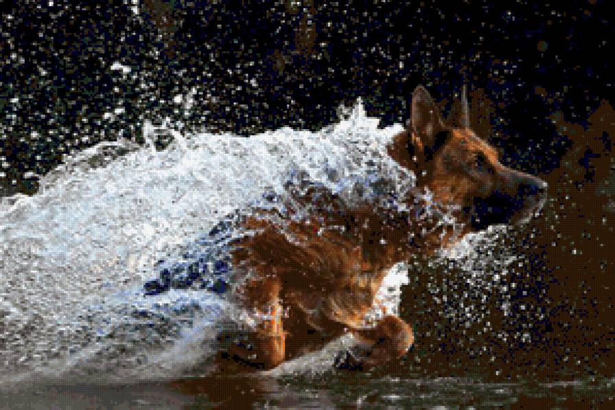 овчарка - предпросмотр