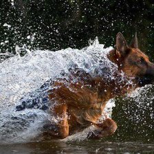 Схема вышивки «овчарка»