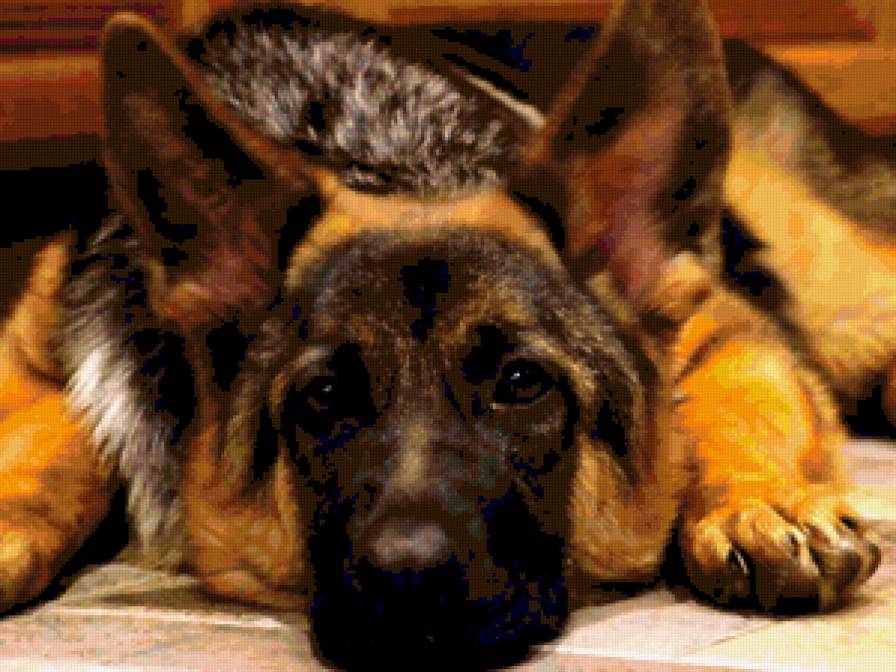 овчарка - предпросмотр