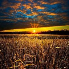 Схема вышивки «поле»