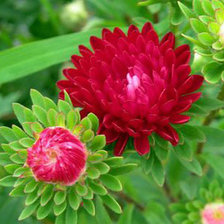 Схема вышивки «цветы»