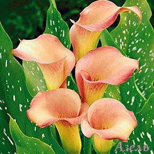 Схема вышивки «цветы»