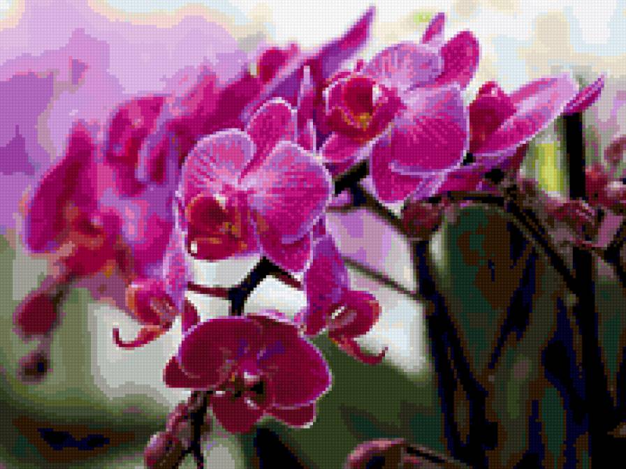 орхидея - орхидея, цветы - предпросмотр