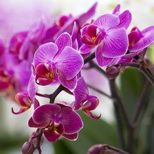 Схема вышивки «орхидея»