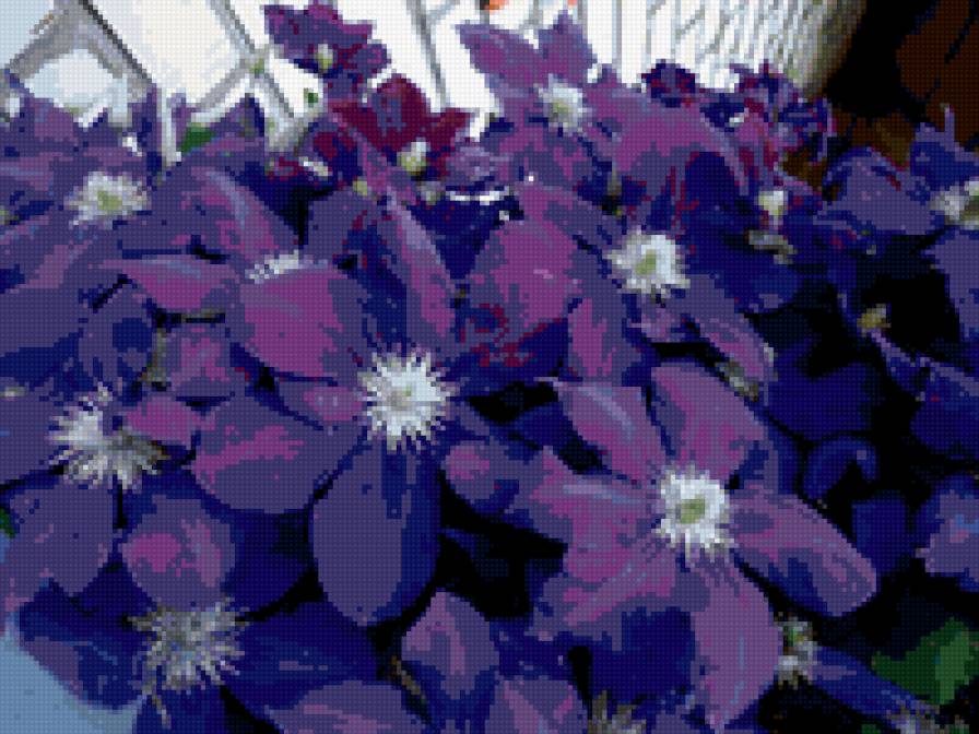 Клематис - цветы - предпросмотр