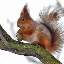 Схема вышивки «белка»