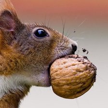 Схема вышивки «белка с орехом»