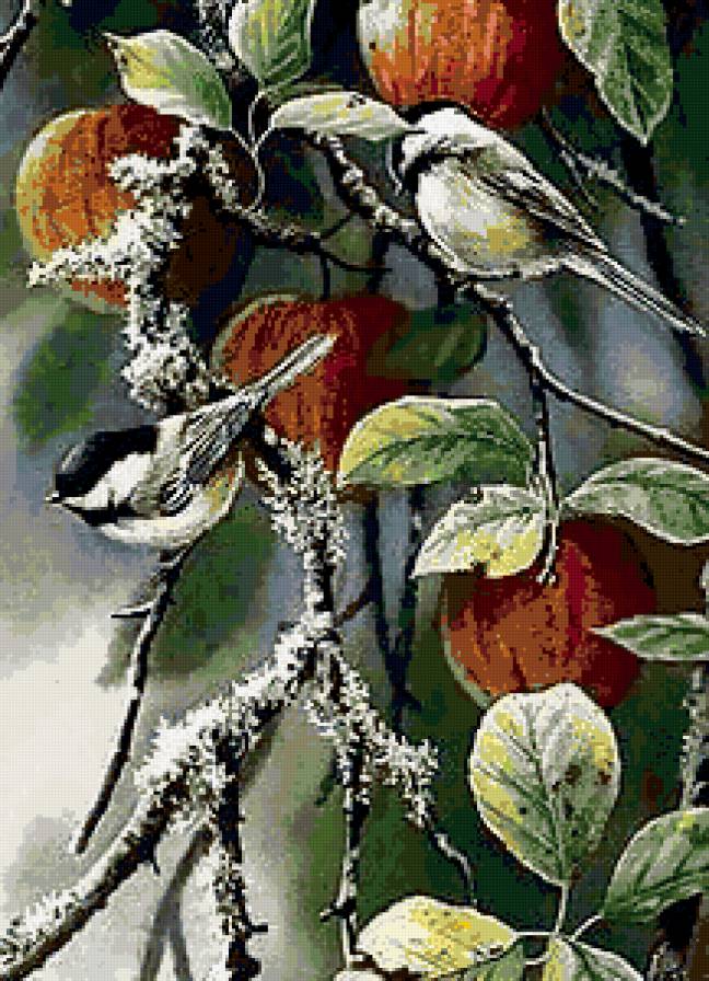 синички на яблоне - синички яблоня - предпросмотр