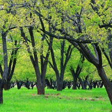 Схема вышивки «весна»
