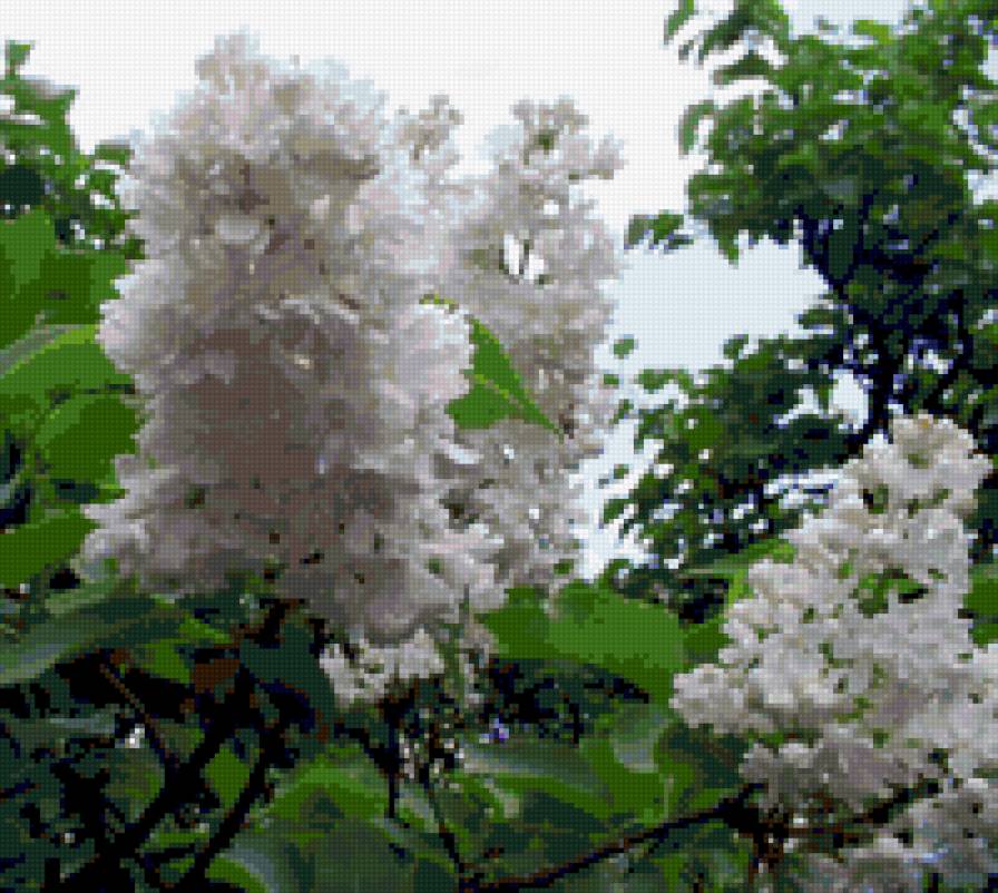 белая сирень - белая сирень - предпросмотр