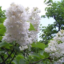 Схема вышивки «белая сирень»