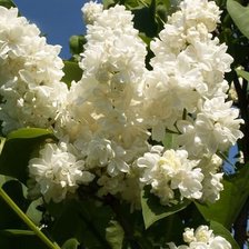 Схема вышивки «белая сирень»