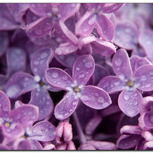 Схема вышивки «сирень»