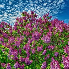 Схема вышивки «куст сирени»