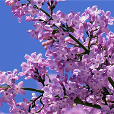 Схема вышивки «ветка сирени»