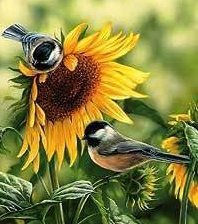 Схема вышивки «подсолнух и синички»