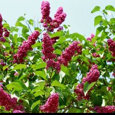 Схема вышивки «бордовая сирень»