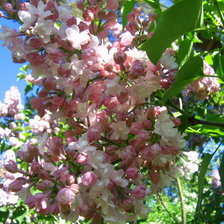 Схема вышивки «сирень»