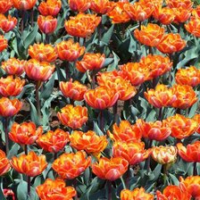 Схема вышивки «тюльпаны»