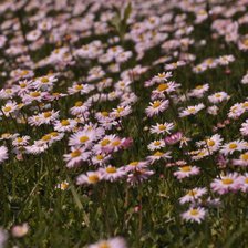 Схема вышивки «цветы, ромашки»
