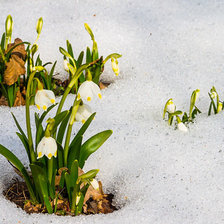 Схема вышивки «подснежники»