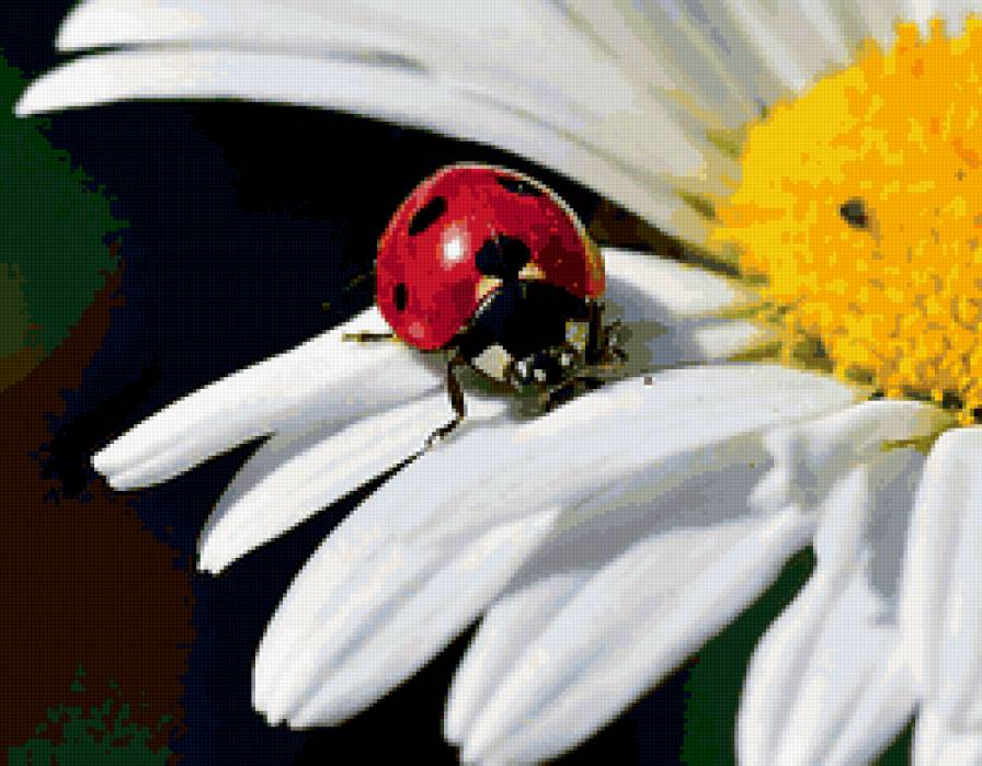 божья коровка - лепестки, ромашка, макро, цветок, божья коровка, жук - предпросмотр