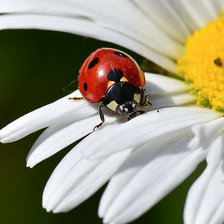 Схема вышивки «божья коровка»