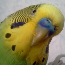 Схема вышивки «№336772»