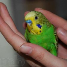 Схема вышивки «№336777»