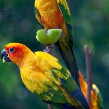 Схема вышивки «попугаи»