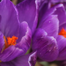 Схема вышивки «крокусы»