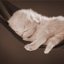 Схема вышивки «котенок в гамаке»