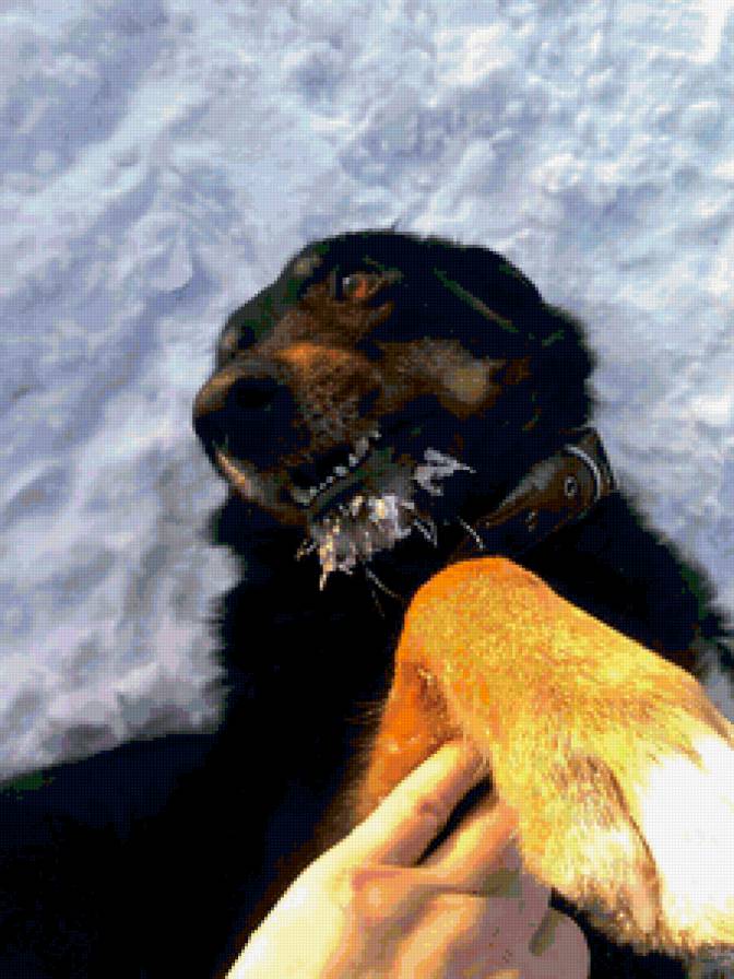 Пират - предпросмотр