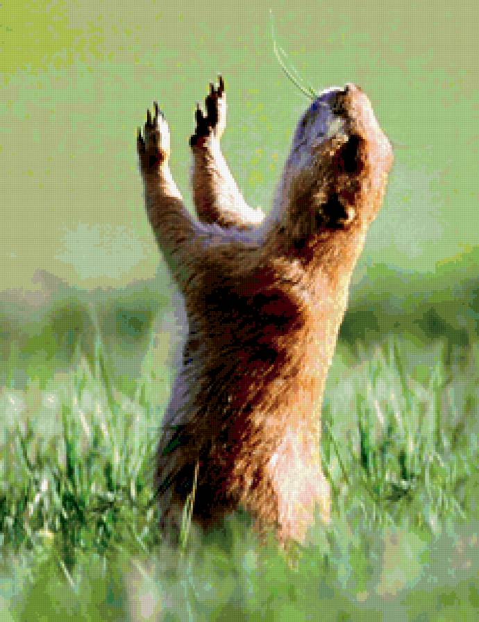 прославляющий суслик - предпросмотр