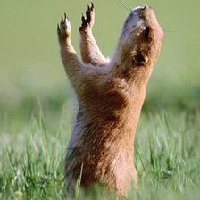 прославляющий суслик