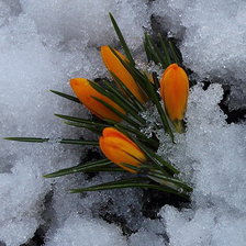 Схема вышивки «крокусы»