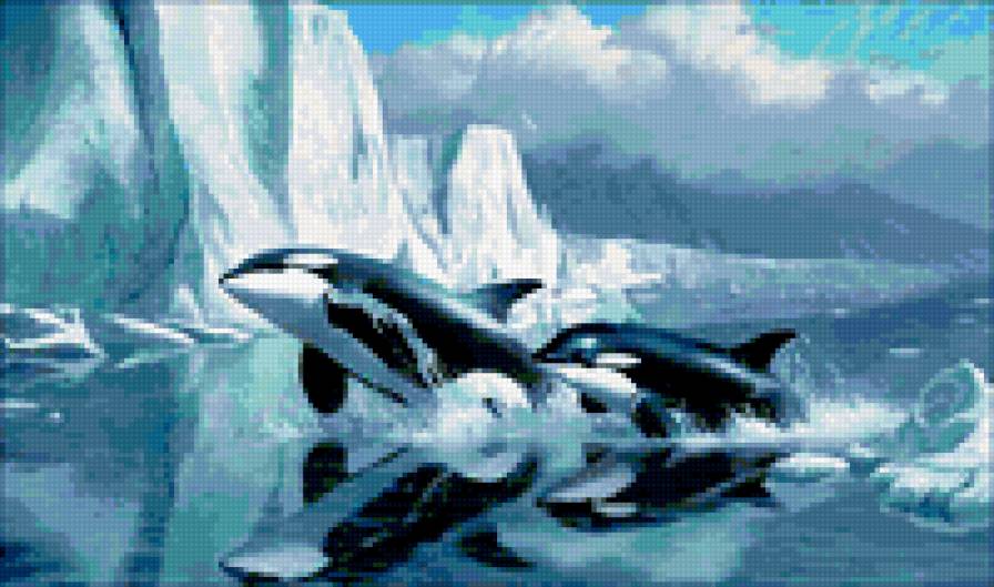 Касатки - предпросмотр