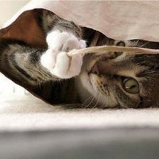 Схема вышивки «спрятался»